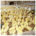 Chicken Farm verwenden Chick Floor